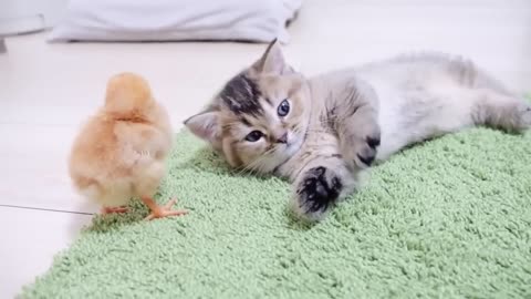 Sleepy kitten VS Chicks who want to play