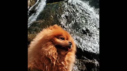 Spitz Dog 🐩 Mountains Waterfall so cute 🥰