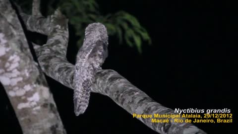 Mãe-da-lua-gigante (Nyctibius grandis)