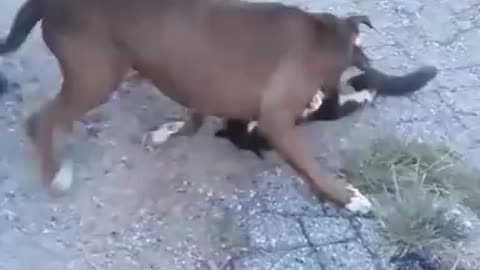 Pitbull Killing Cat🙀 || WATCH To See What Happen