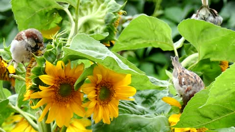 Bird Sparrow Sunflower Foraging CloseUp Sparrows.