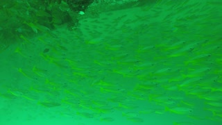 fishes underwater(sea) in thailnad