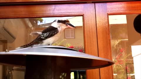 Impressive Kookaburra call