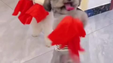 WOW!😊Two little puppies that can dance! 🐾🕺💃