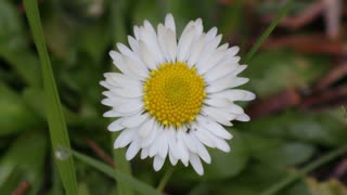 English Daisy