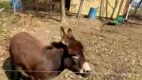 Henry The Donkey Enjoys Racing With His Human Mom!