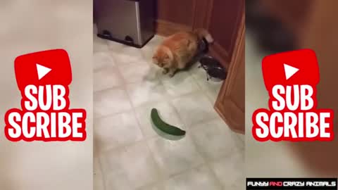 CATS AFRAID OF CUCUMBERS | 😻 Best Of The 2021 Funny Animal Videos 🐶 | Funny And Crazy Animals