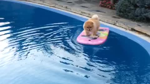 Shila the surfing pom