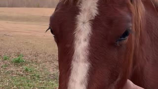 Owner wishing mischievous colt Happy birthday.