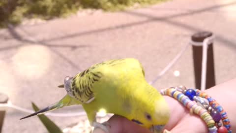 A bird eats from a girl's hand