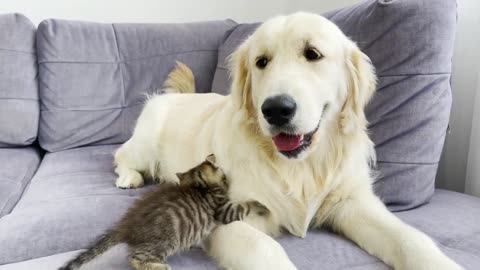 Tiny Kitten Thinks Golden Retriever is His Mom (Cutest Ever!!)