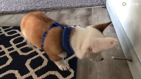 Corgi puppy preciously discovers the joy of the door stopper