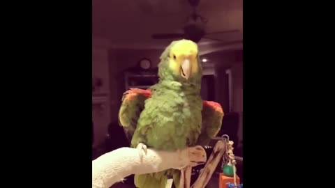 Cute Parrots Videos Compilation cute moment of the fun network of lovely