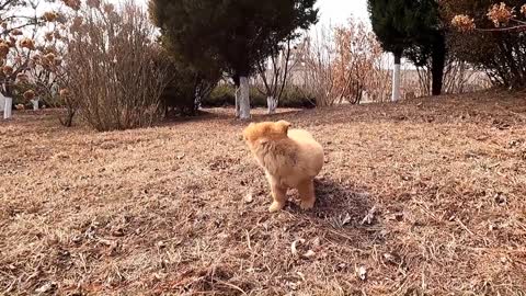 Stray puppy looking for grain dropped from train