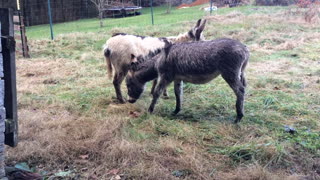 Couple of Wet Donkeys got rained on and are hanging out in the pasture