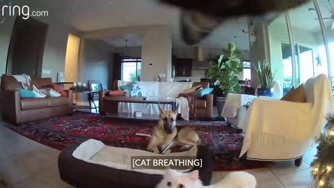 When Mercy the Dog Is Busted Chewing on a Picture, Her Cat Accomplices Cover Up for Her _ RingTV