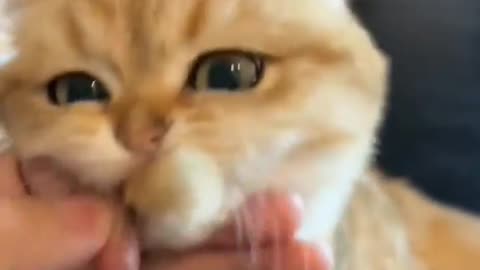 cute cat fanny video, vairal video