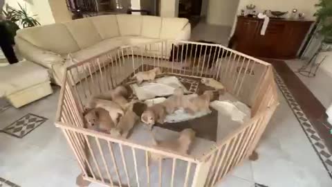 Cute German Shepherd Babysits Puppies