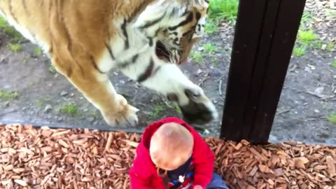 Curious Tiger Tries His Best To Interact With Baby