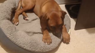 Older Pup Pretends She's A Baby Again, 'Suckling' Her Baby Pup Bed