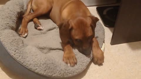 Older Pup Pretends She's A Baby Again, 'Suckling' Her Baby Pup Bed