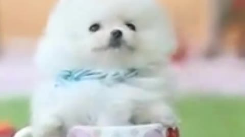 Teacup Pomeranian Dog - Baby Pomeranian #cute # dog