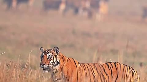 Tiger at Field of Deer