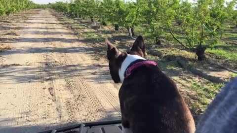 Boston Terrier enjoys ATV