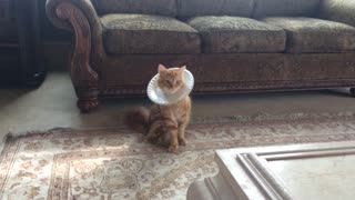 Cat models DIY paper plate e-collar