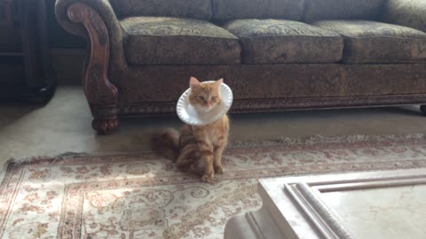 Cat models DIY paper plate e-collar