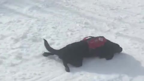 Mountain ⛰ rescue dog 🐕 has fun sliding on snow ❄