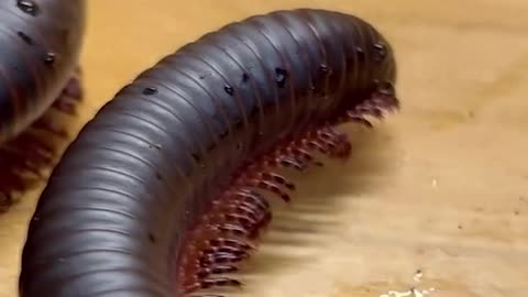 This centipede toy is too real!