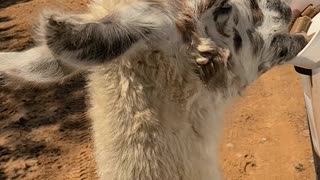 Poor Llama Bumped By Mirror