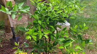 Planting The Grapefruit Tree