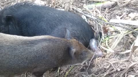 Babi Hutan melahirkan