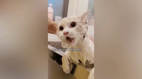 New Funny Animals 😂 Funniest Cats and Dogs Videos 😺🐶 #