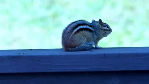 Chipmunk chirping sounds