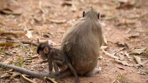 Mom Monkey Denies to Give Milk, Upsetting Baby Monkey