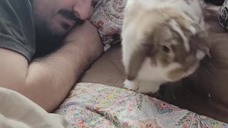 Bunny Wakes Up Dad by Crawling on His Head