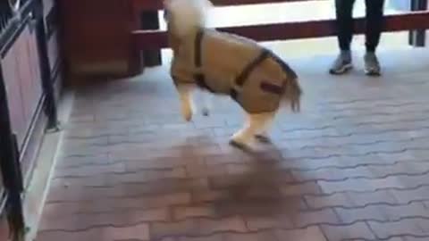 Best thing you’ll see this month. Miniature Horse Zoomies