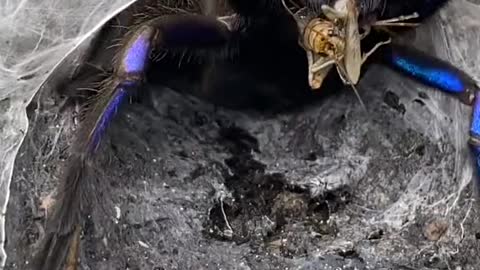 Electric Blue Tarantula eating crickets! 🕷✨ #spider #foryoupage
