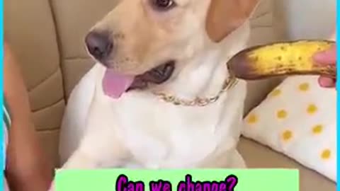 Best dog with funny way