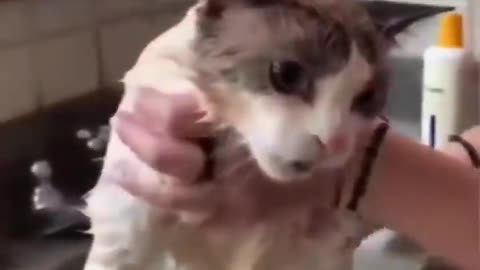 Watch These Disgruntled Cats Get the Most Unusual Beauty Treatment!