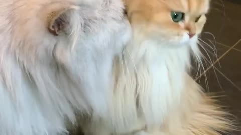 Cat funny video