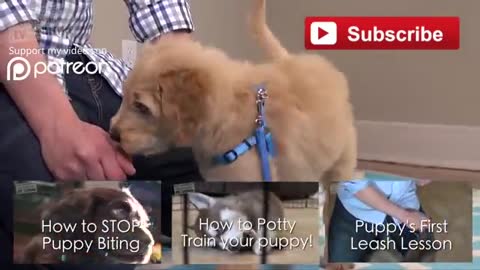 Easy Things to Teach your NEW PUPPY!