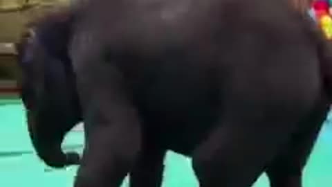 Elephant dance, elephant video