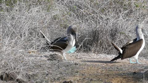 Blue Footed Booby Dance