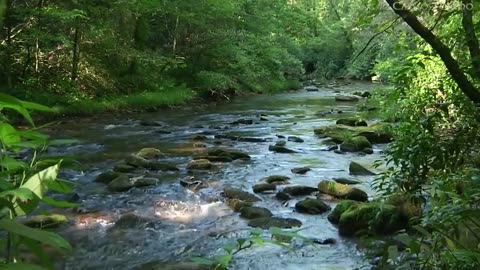 Relaxing Sound of the Forest for Enjoying Your Life