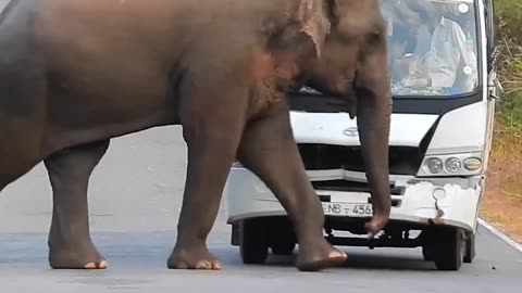 elephant attack video || elephant attack kerala