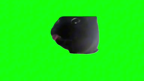 Tongue Out Cat | Green Screen